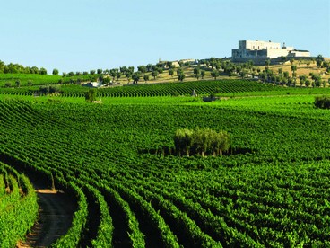 Una masseria circondata da filari