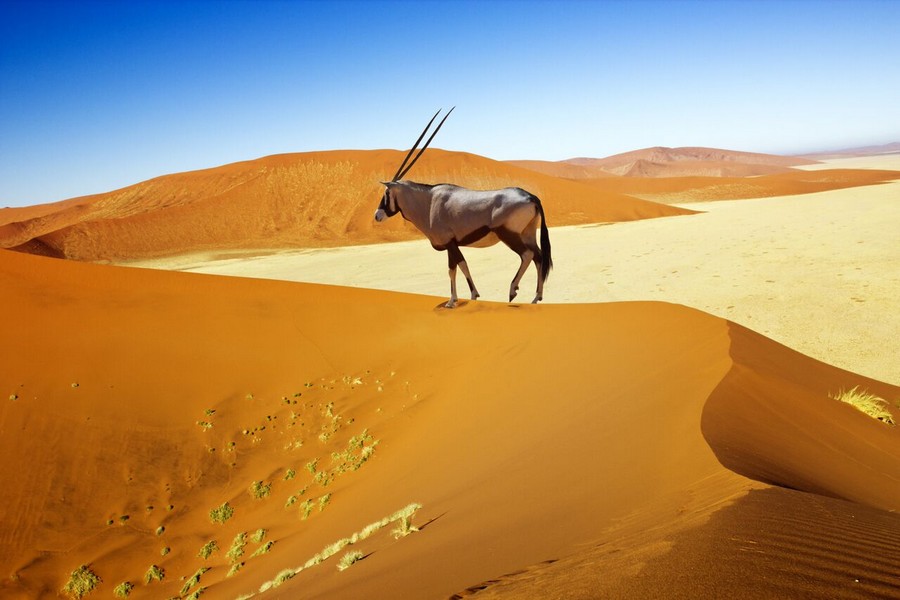 Orice nel deserto del Namib