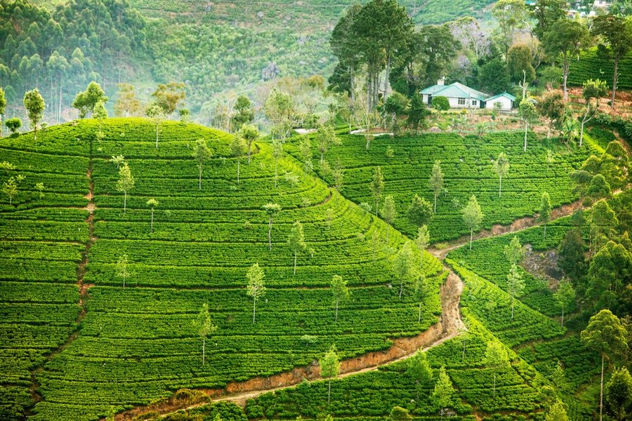 Sri Lanka, piantagioni di te