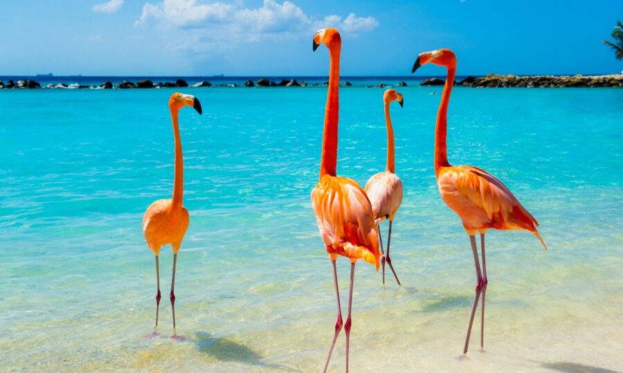 Fenicotteri ad Aruba